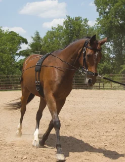 MUSTANG MFG Balance Complete Training System- Lunging & Training Equipment