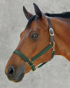 ZEETA INTERNATIONAL DS Heavy Nylon Breakaway Halter- Halters