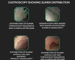 EQUINE ELIXIRS INC Equine Elixirs Slimer Liquid Gastric Support- Horse Supplements