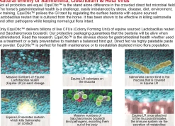 BLUEGRASS ANIMAL EquiOtic™ 60cc Syringe- Horse Supplements