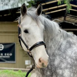 HALTER EGO ® Catalonia Halter- Halters