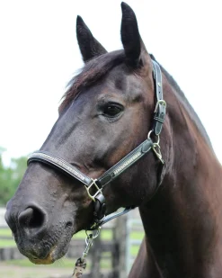 JPC EQUESTRIAN HDR Padded Jewel Halter- Halters