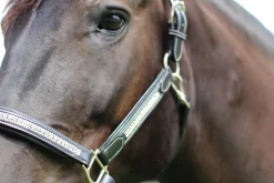 JPC EQUESTRIAN HDR Padded Jewel Halter- Halters