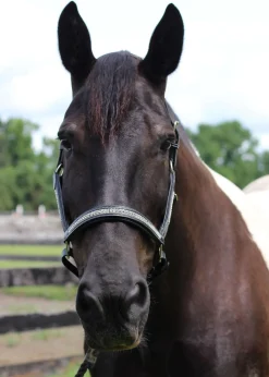 JPC EQUESTRIAN HDR Padded Jewel Halter- Halters