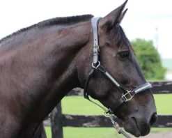 JPC EQUESTRIAN HDR Padded Jewel Halter- Halters