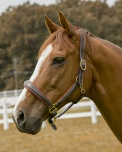 JPC EQUESTRIAN Henri de Rivel Cahill Padded Halter- Halters