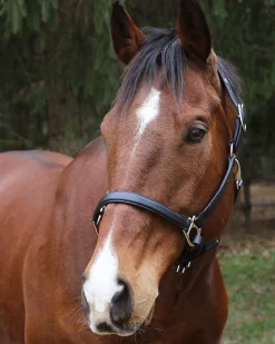 JPC EQUESTRIAN Henri de Rivel Everyday Halter- Halters