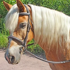 JPC EQUESTRIAN Henri de Rivel Pro Fancy Raised Comfort Crown Padded Bridle with Fancy Raised Reins- English Bridles