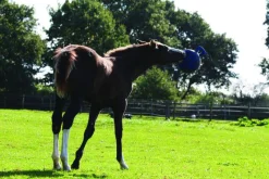 HORSEMEN S PRIDE Horsemen's Pride™ Jolly Ball®- Horse Toys