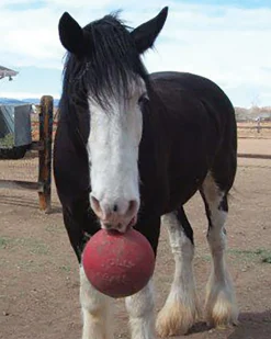 HORSEMEN S PRIDE Horsemen's Pride™ Jolly Ball®- Horse Toys