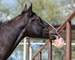 ANIMAL HEALTH INT Horsemen’s Pride™ Jolly Salt Snack, 2.2 Pounds- Salt Licks & Holders