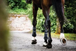 HORSEWARE ® Ireland Adagio Boots- Horse Boots