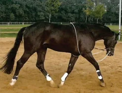 PEP-KAVALKADE Kavalkade HO Lungeing Aid- Lunging & Training Equipment