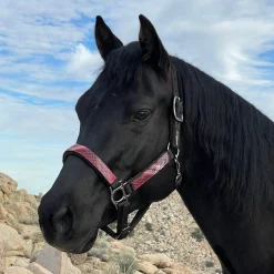 KENSINGTON ™ Premium Halter- Halters