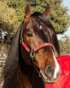 KENSINGTON ™ Premium Halter- Halters