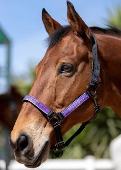 KENSINGTON ™ Premium Halter- Halters