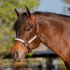 KENSINGTON ™ Premium Halter- Halters