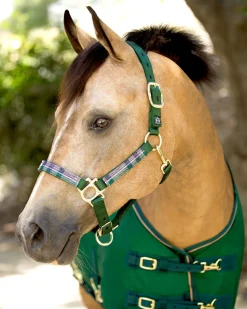 KENSINGTON ™ Premium Halter- Halters