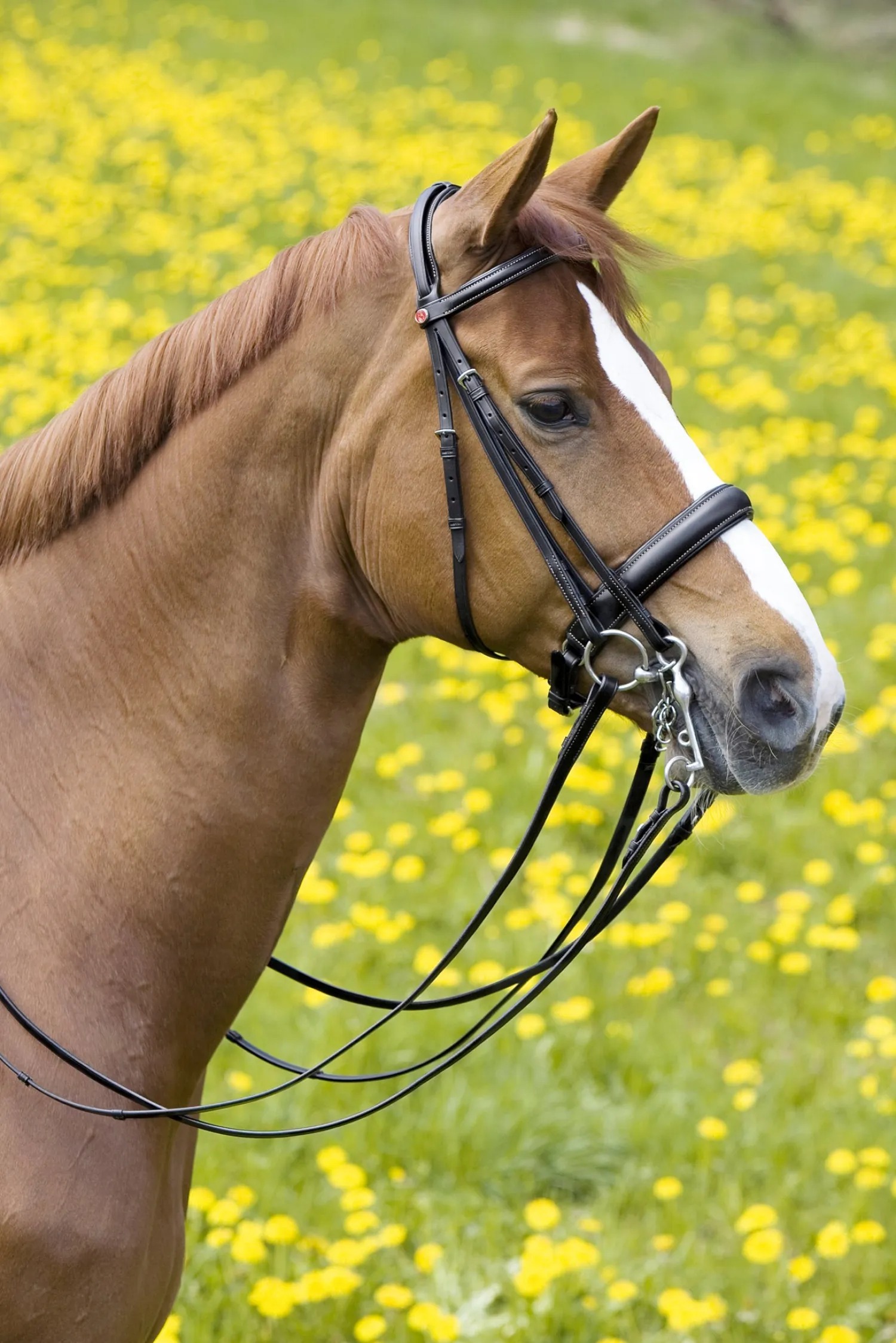 KIEFFER SATTLERWAREN Kieffer Padded Ergonomic Line II Double Bridle- English Bridles