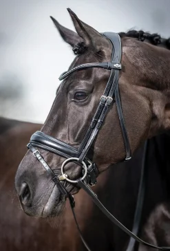 HORSE HEALTH TRADE LeMieux® Kudos Dressage Flash Bridle- English Bridles