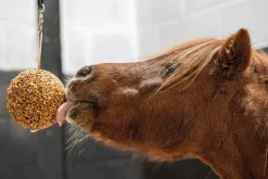 RJ MATTHEWS Likit™ Granola Stall Ball- Stable & Stall Accessories|Horse Treats