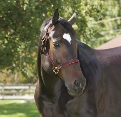 PERRIS LEATHER Perri’s® 1