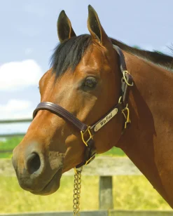 PERRIS LEATHER Perri’s® 1