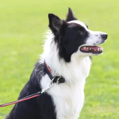 PERRIS LEATHER Perri’s® Padded Leather Nameplate Dog Collar- Collars & Leashes