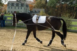 ERS Pessoa Training System- Lunging & Training Equipment