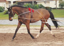 ERS Pessoa® Training System- Lunging & Training Equipment