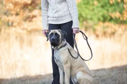 PUSHKAR INTL Rider’s International™ Laced Rein Dog Leash- Collars & Leashes
