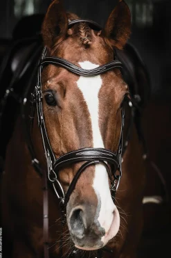 SCHOCKEMOEHLE N.A. Schockemöhle Monza Fancy Stitched Bridle- English Bridles