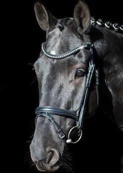 SCHOCKEMOEHLE N.A. Schockemöhle Rome Select Bridle- English Bridles