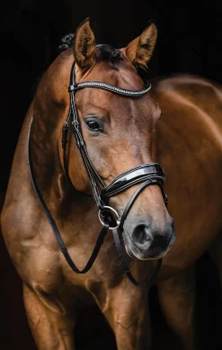 SCHOCKEMOEHLE N.A. Schockemöhle Standford Glam Bridle- English Bridles