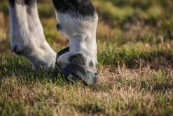 INTREPID INTL Scoot Boot Skins Glue-On - 2 Pack- Hoof & Hock Boots