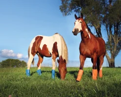 ANIMAL HEALTH INT Shoofly Leggins™ Set of 4- Fly Control|Fly Boots