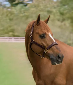 HARMOHN KRAFT Showmark™ Classic Fancy-Stitched Leather Halter- Halters