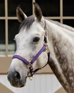 TEXT HORSE Suffolk™ Heavy Nylon Halter with Breakaway Crown- Halters