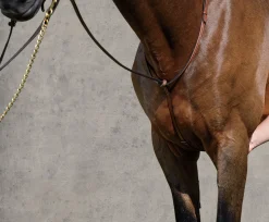 KINGS INTERNATIONAL Suffolk™ Raised Standing Martingale- Martingales & Breastplates