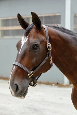 PUSHKAR INTL Suffolk™ Triple-Stitched Halter- Halters