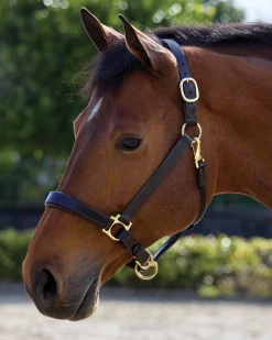 PUSHKAR INTL Suffolk™ Everyday Halter- Halters
