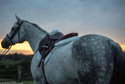 THINLINE ® Sheepskin Comfort Half Pad- Half Pads