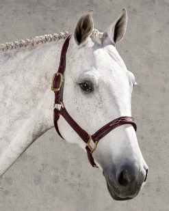 WALSH PRODUCTS Walsh™ Signature Padded Halter- Halters