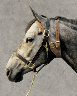 WEAVER LEATHER ® Miracle Collar®- Cribbing & Muzzles